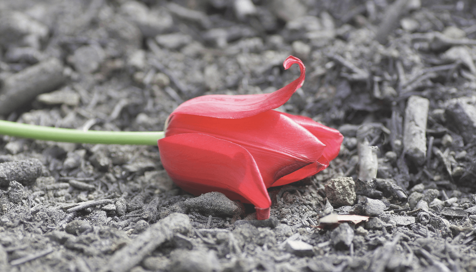 Remise des cendres à domicile partout au Québec Services funéraires Azur